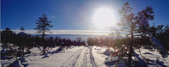 Skoterspår i skoglig vinterteräng en solig vårdag i Borlänge kommun