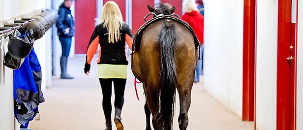 En kvinna går och håller i en häst i en stallgång